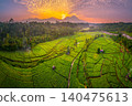 Terraced Rice Fields at Sunrise in Indonesia. Beautiful panoramic view of terraced rice fields surrounded by lush tropical greenery and palm trees 140475613