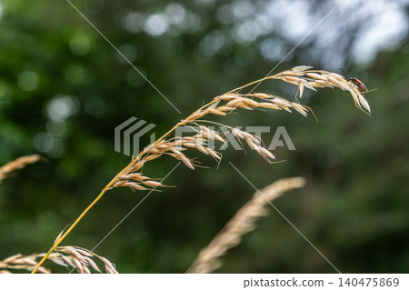 Soft brome grass sways gently in the breeze at a natural setting showcasing its light golden hues and delicate structure under soft sunlight 140475869