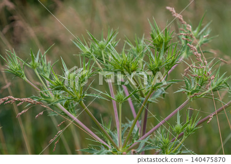 Colorful display of Eryngium campestre showcasing its unique thistle-like structure in a natural field setting during late spring 140475870