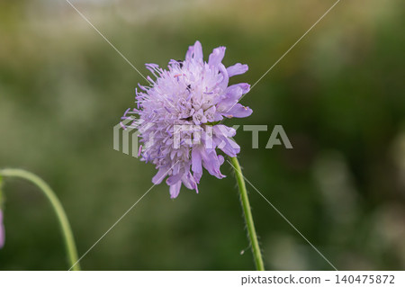 Knautia arvensis displays delicate purple flowers in a natural landscape during sunny summer days outdoors 140475872