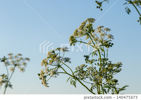 Poison hemlock Conium maculatum displays clusters of delicate white flowers against a clear blue sky in a natural setting Poison hemlock Conium maculatum displays clusters of delicate white flowers against a clear blue sky in a natural setting 140475873
