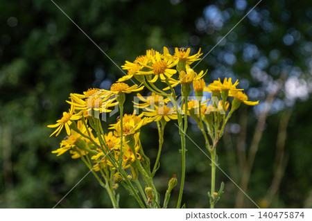 Bright yellow flowers of Jacobaea vulgaris also known as ragwort or tansy ragwort thriving in a lush green environment during late spring Bright yellow flowers of Jacobaea vulgaris also known as ragwort or tansy ragwort thriving in a lush green environment during late spring 140475874