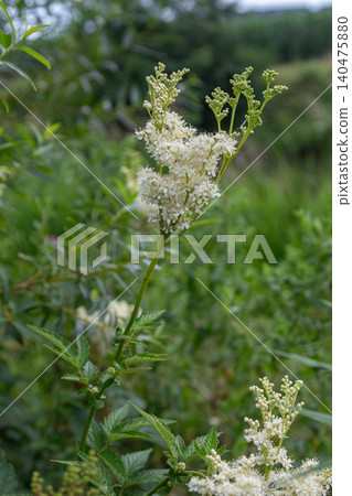 Delicate white flowers of Filipendula ulmaria blooming in a lush meadow during late spring at the edge of a serene woodland Delicate white flowers of Filipendula ulmaria blooming in a lush meadow during late spring at the edge of a serene woodland 140475880