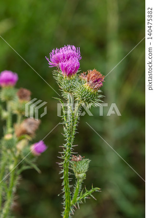 Beautiful Cirsium vulgare blooms showcasing vivid purple flowers among green foliage in a natural habitat during summer 140475882