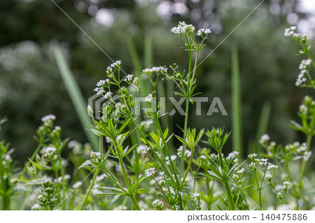 Galium palustre and Galium aparine growing in a field with weak stems and whorled leaves under natural light during a sunny day in summer 140475886