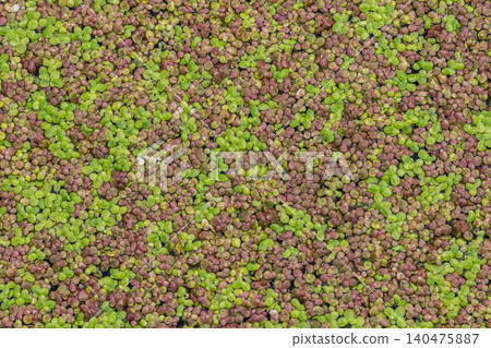 Floating carpet of common duckweed covers still water body during sunny afternoon showcasing rich biodiversity and aquatic life Floating carpet of common duckweed covers still water body during sunny afternoon showcasing rich biodiversity and aquatic life 140475887