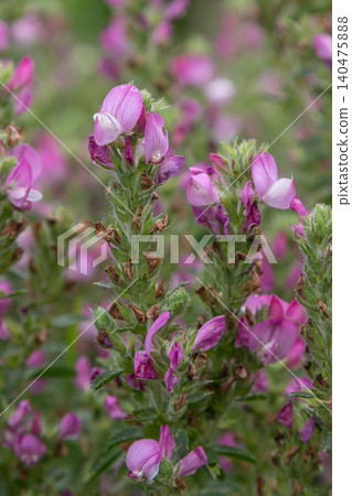 Restharrow blooms in a sunny meadow displaying vibrant purple-pink flowers among lush green foliage in early spring 140475888