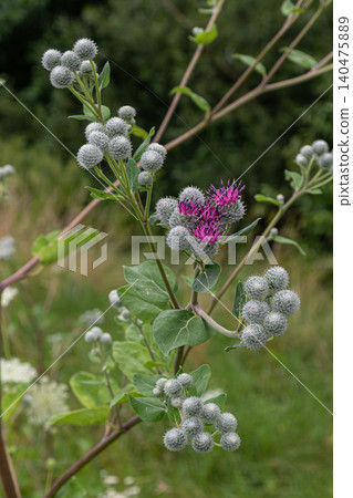 Woolly Burdock plant displaying fuzzy seed heads and pink flowers under natural sunlight in a lush green environment Woolly Burdock plant displaying fuzzy seed heads and pink flowers under natural sunlight in a lush green environment 140475889