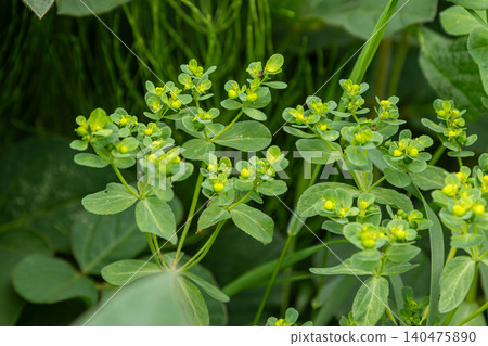 Sun spurge also known as euphorbia helioscopia grows with yellow flowers in a green space during daylight hours in a natural setting Sun spurge also known as euphorbia helioscopia grows with yellow flowers in a green space during daylight hours in a natural setting 140475890
