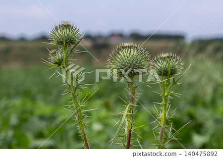 Spear thistle plants growing in a lush green field on a sunny day with clear skies in the background Spear thistle plants growing in a lush green field on a sunny day with clear skies in the background 140475892