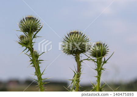Spear thistle plants with spiky flower buds growing in a natural setting under a clear blue sky during late summer Spear thistle plants with spiky flower buds growing in a natural setting under a clear blue sky during late summer 140475893