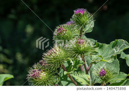 Greater Burdock plants showcasing spiny seed heads and vibrant purple flowers during a sunny day in a natural habitat Greater Burdock plants showcasing spiny seed heads and vibrant purple flowers during a sunny day in a natural habitat 140475898