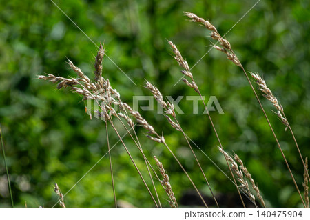 Orchard grass growing in a field during summer shows dense inflorescences swaying in the wind under bright sunlight Orchard grass growing in a field during summer shows dense inflorescences swaying in the wind under bright sunlight 140475904