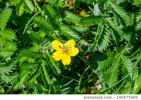 Silverweed flower Potentilla anserina blooming among lush green foliage on a sunny day in a meadow Silverweed flower Potentilla anserina blooming among lush green foliage on a sunny day in a meadow 140475909