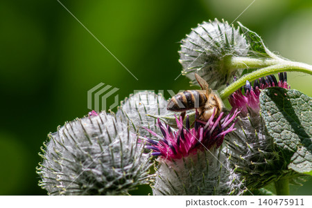 Woolly burdock flowers attracting bees during a sunny afternoon in a vibrant green environment 140475911