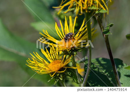 Tall perennial Inula helenium with yellow flowers and insect activity observed in a natural setting during sunny weather Tall perennial Inula helenium with yellow flowers and insect activity observed in a natural setting during sunny weather 140475914