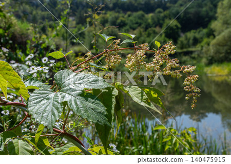 Common hop plant grows near a water body with green leaves and cone-like flowers during a sunny day in a natural setting Common hop plant grows near a water body with green leaves and cone-like flowers during a sunny day in a natural setting 140475915