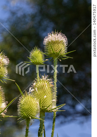 Wild teasel Dipsacus fullonum growing in a sunny meadow with clear blue sky and blurred green background Wild teasel Dipsacus fullonum growing in a sunny meadow with clear blue sky and blurred green background 140475917