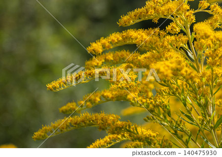 Canadian goldenrod blooms in a field during late summer showcasing yellow plumes against a green background Canadian goldenrod blooms in a field during late summer showcasing yellow plumes against a green background 140475930