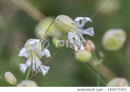 Bladder Campion blossoms showcase delicate white flowers in a lush green field during the summer bloom Bladder Campion blossoms showcase delicate white flowers in a lush green field during the summer bloom 140475941