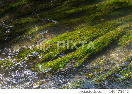 Water-starwort thrives in clear freshwater showcasing its elongated green stems under a gentle stream in a serene natural habitat Water-starwort thrives in clear freshwater showcasing its elongated green stems under a gentle stream in a serene natural habitat 140475942