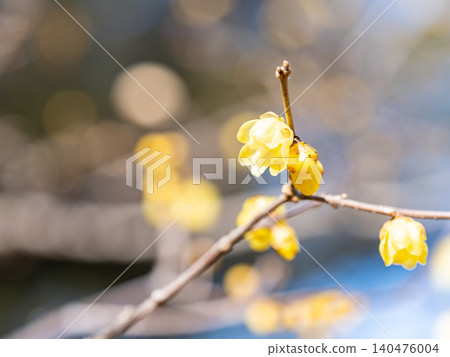 Beautiful new year flowers: Fragrant wintersweet in full bloom Beautiful new year flowers: Fragrant wintersweet in full bloom 140476004