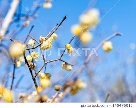 Beautiful new year flowers: Fragrant wintersweet in full bloom Beautiful new year flowers: Fragrant wintersweet in full bloom 140476015