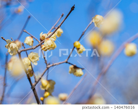 Beautiful new year flowers: Fragrant wintersweet in full bloom Beautiful new year flowers: Fragrant wintersweet in full bloom 140476016