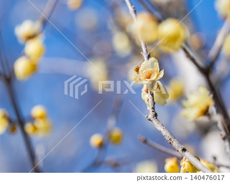 Beautiful new year flowers: Fragrant wintersweet in full bloom Beautiful new year flowers: Fragrant wintersweet in full bloom 140476017