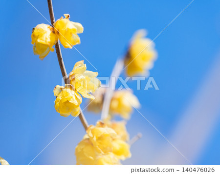 美麗的新年鮮花:盛開的芬芳蠟梅 美麗的新年鮮花:盛開的芬芳蠟梅 140476026