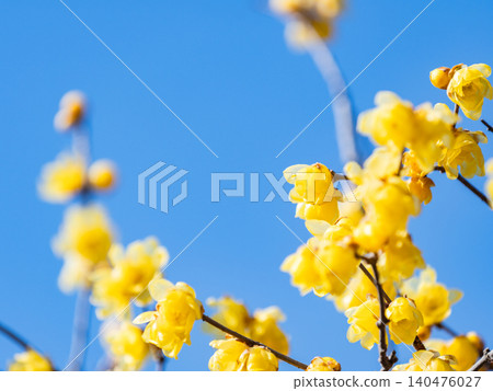 美麗的新年鮮花：盛開的芬芳蠟梅 140476027
