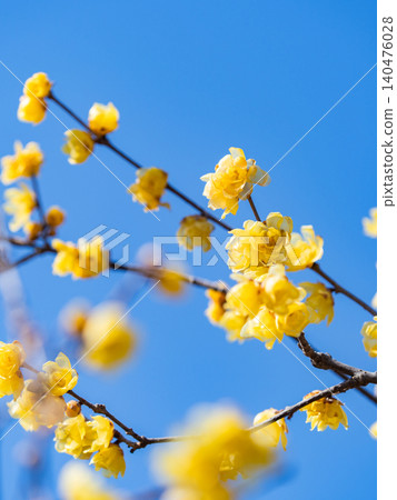 美麗的新年鮮花:盛開的芬芳蠟梅 美麗的新年鮮花:盛開的芬芳蠟梅 140476028