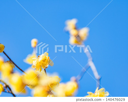 Beautiful new year flowers: Fragrant wintersweet in full bloom Beautiful new year flowers: Fragrant wintersweet in full bloom 140476029