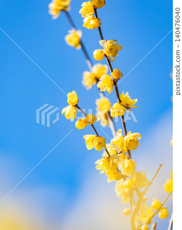 美麗的新年鮮花:盛開的芬芳蠟梅 美麗的新年鮮花:盛開的芬芳蠟梅 140476040