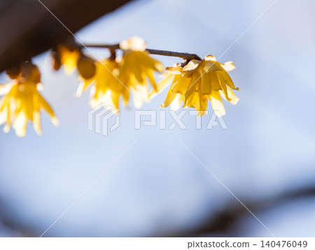 美麗的新年鮮花：盛開的芬芳蠟梅 140476049