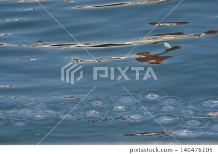 Horde of jellyfish Horde of jellyfish 140476105