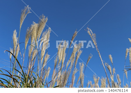 Kabuto-iwa Observatory (Aso City, Kumamoto Prefecture) - Blue sky and pampas grass Kabuto-iwa Observatory (Aso City, Kumamoto Prefecture) - Blue sky and pampas grass 140476114