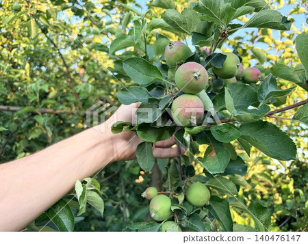 a cluster of ripening apples on a tree branch. A sunny day in an apple orchard or garden during the harvest season a cluster of ripening apples on a tree branch. A sunny day in an apple orchard or garden during the harvest season 140476147