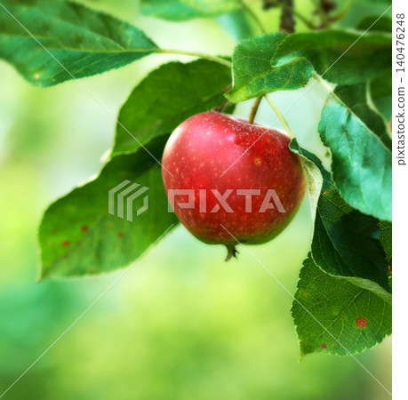 Red apple, orchard and farm for agriculture, summer season and garden for countryside tree and plant. Fruit, nature and leaf in outdoor, environment and nutrition for healthy diet in organic harvest 140476248
