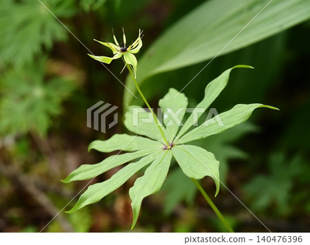 Paris tetraphylla blooming in the woods Paris tetraphylla blooming in the woods 140476396