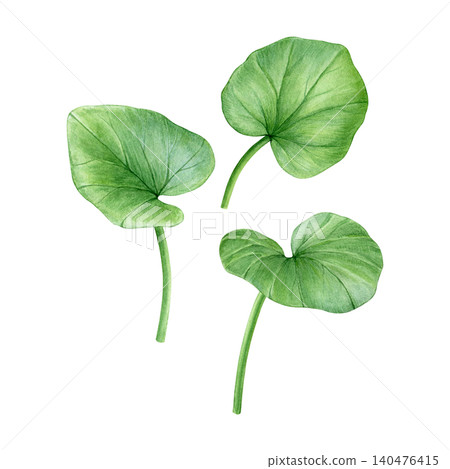Watercolor botanical set with lesser celandine leaves in delicate hand-painted style. Spring floral elements for patterns, stationery, fabric, wallpaper and packaging design. Watercolor botanical set with lesser celandine leaves in delicate hand-painted style. Spring floral elements for patterns, stationery, fabric, wallpaper and packaging design. 140476415