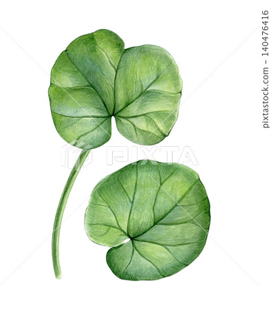 Watercolor botanical set with lesser celandine leaves in delicate hand-painted style. Spring floral elements for patterns, stationery, fabric, wallpaper and packaging design. Watercolor botanical set with lesser celandine leaves in delicate hand-painted style. Spring floral elements for patterns, stationery, fabric, wallpaper and packaging design. 140476416