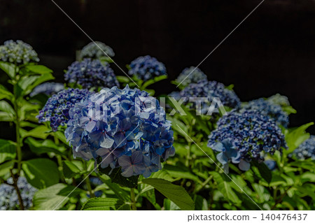 藍色繡球花 140476437