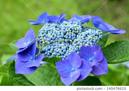 Close up of a blue-purple agate hydrangea 140476628