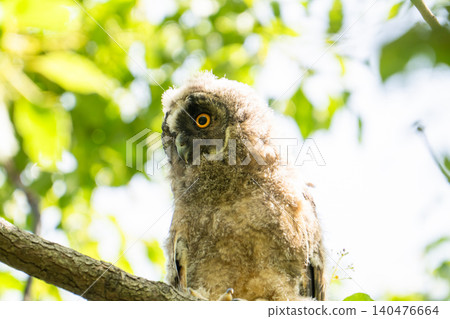 A wild owl perched in the shade of a tree in the Watarase Floodplain. A wild owl perched in the shade of a tree in the Watarase Floodplain. 140476664