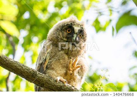 A wild owl perched in the shade of a tree in the Watarase Floodplain. A wild owl perched in the shade of a tree in the Watarase Floodplain. 140476668