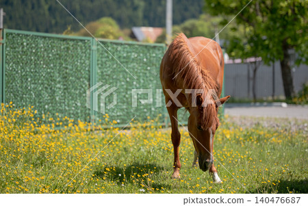 A brown horse with a flowing mane grazes in a grassy meadow dotted with small yellow wildflowers, with a green fence and softly blurred trees in the A brown horse with a flowing mane grazes in a grassy meadow dotted with small yellow wildflowers, with a green fence and softly blurred trees in the 140476687