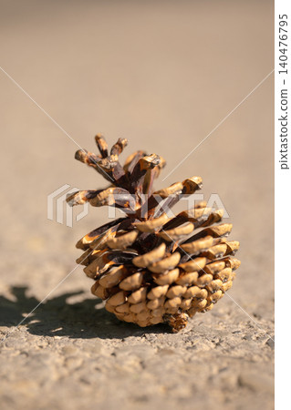 A detailed vertical close-up of a single brown pine cone resting on sunlit asphalt A detailed vertical close-up of a single brown pine cone resting on sunlit asphalt 140476795