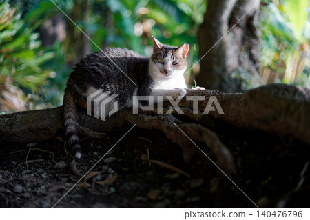 A stray cat with jagged, bristly fur and a tabby pattern. 140476796
