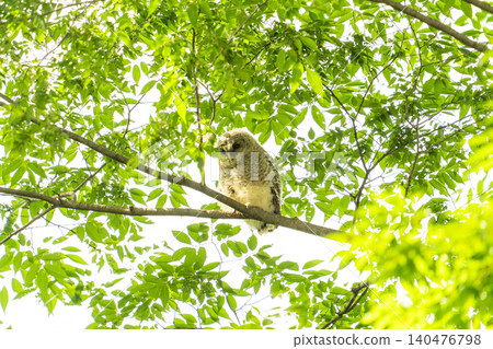 A wild owl perched in the shade of a tree in the Watarase Floodplain. A wild owl perched in the shade of a tree in the Watarase Floodplain. 140476798